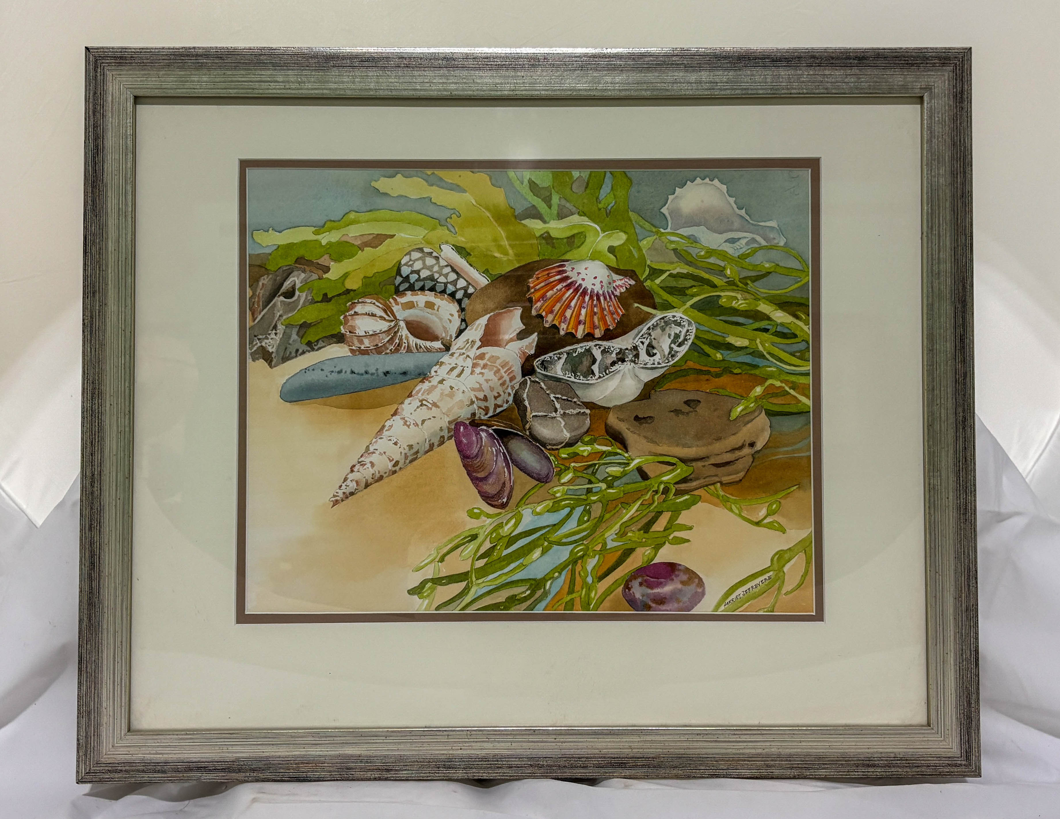 Sea Shell Collection