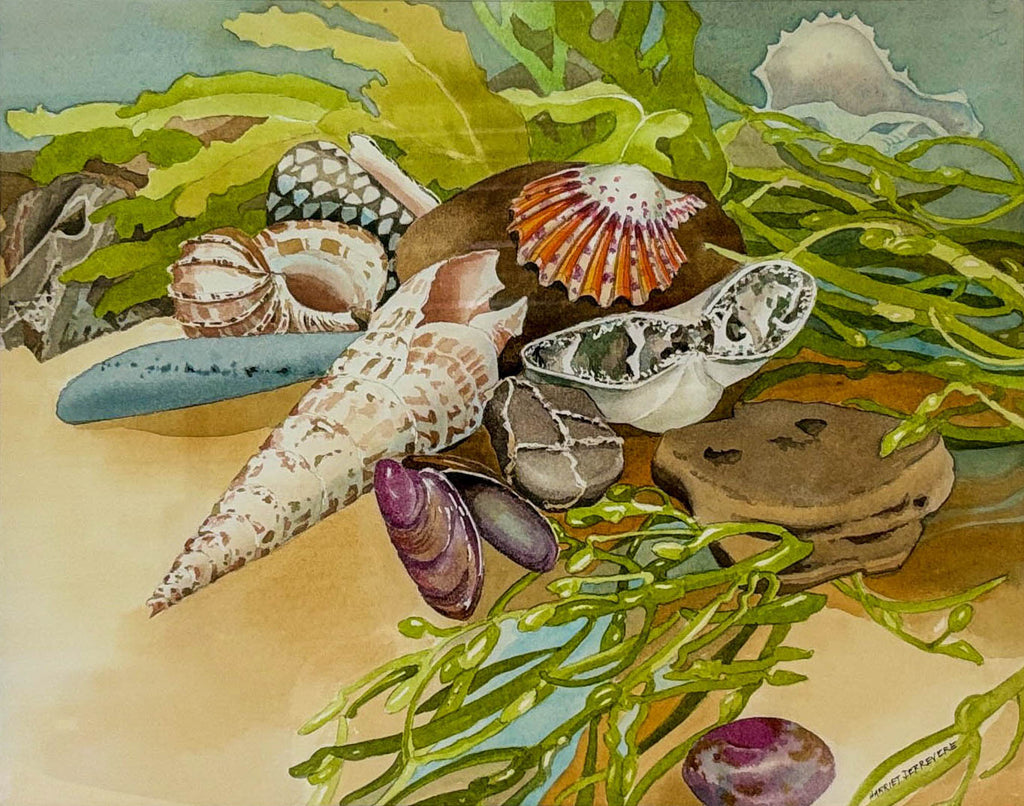 Sea Shell Collection