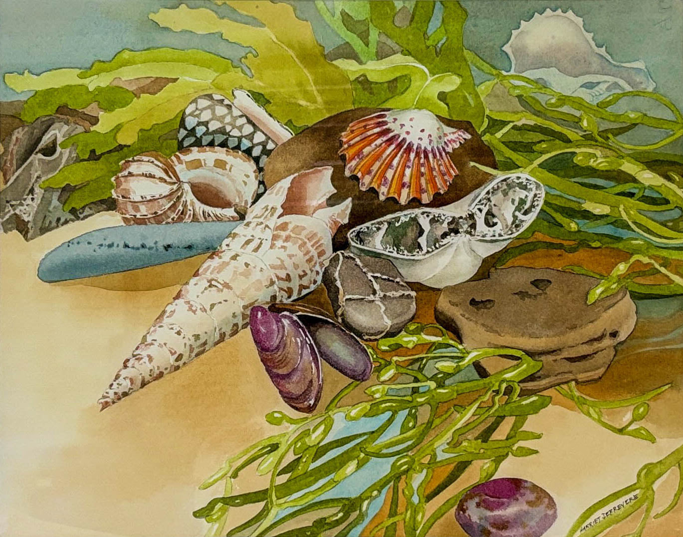 Sea Shell Collection
