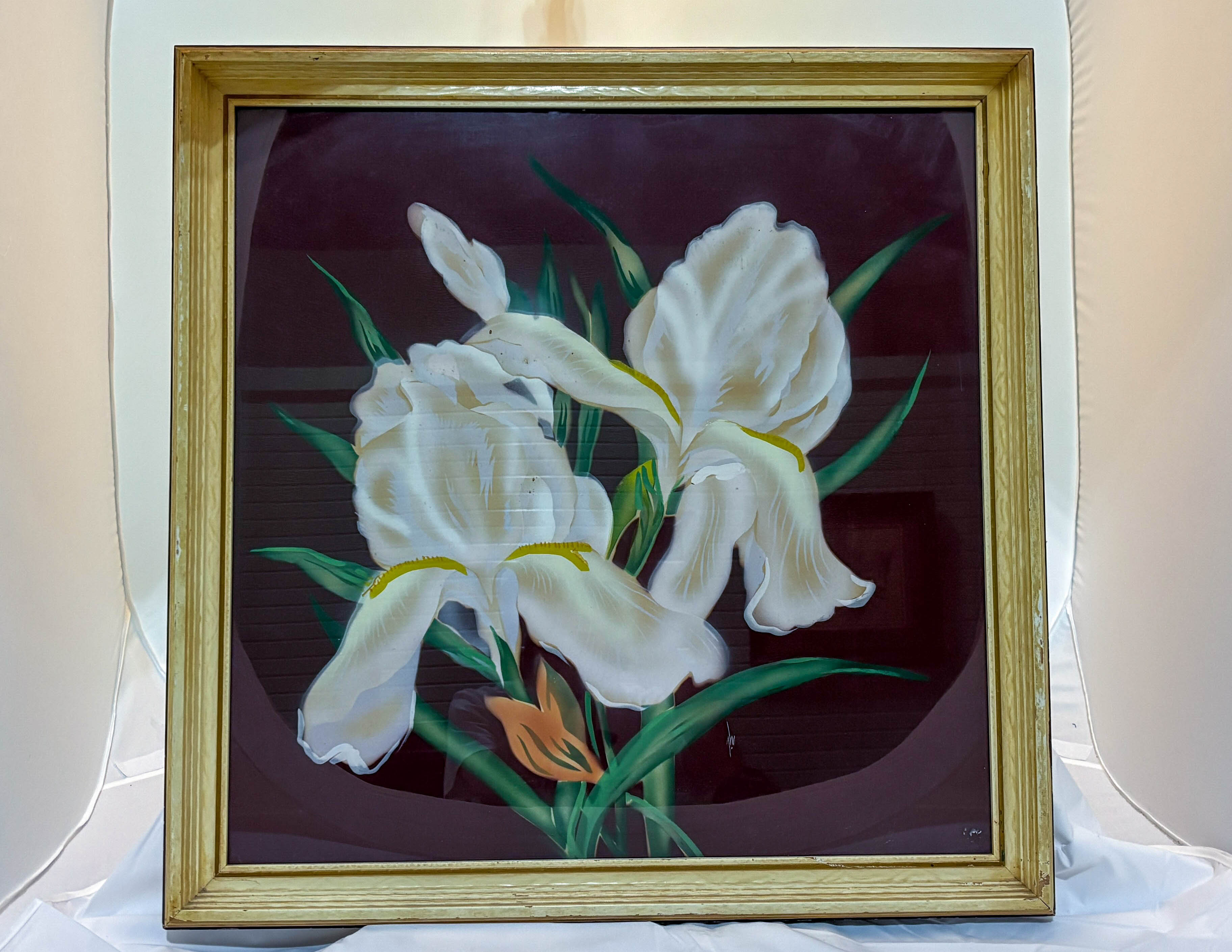 White Iris