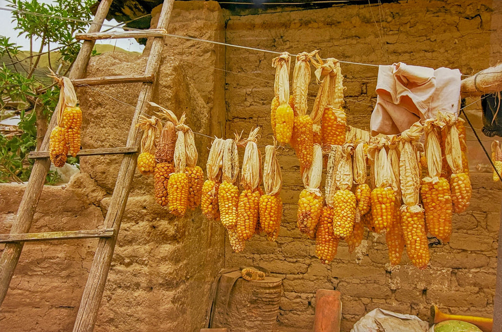 Mission Trip #6 Corn Ecuador