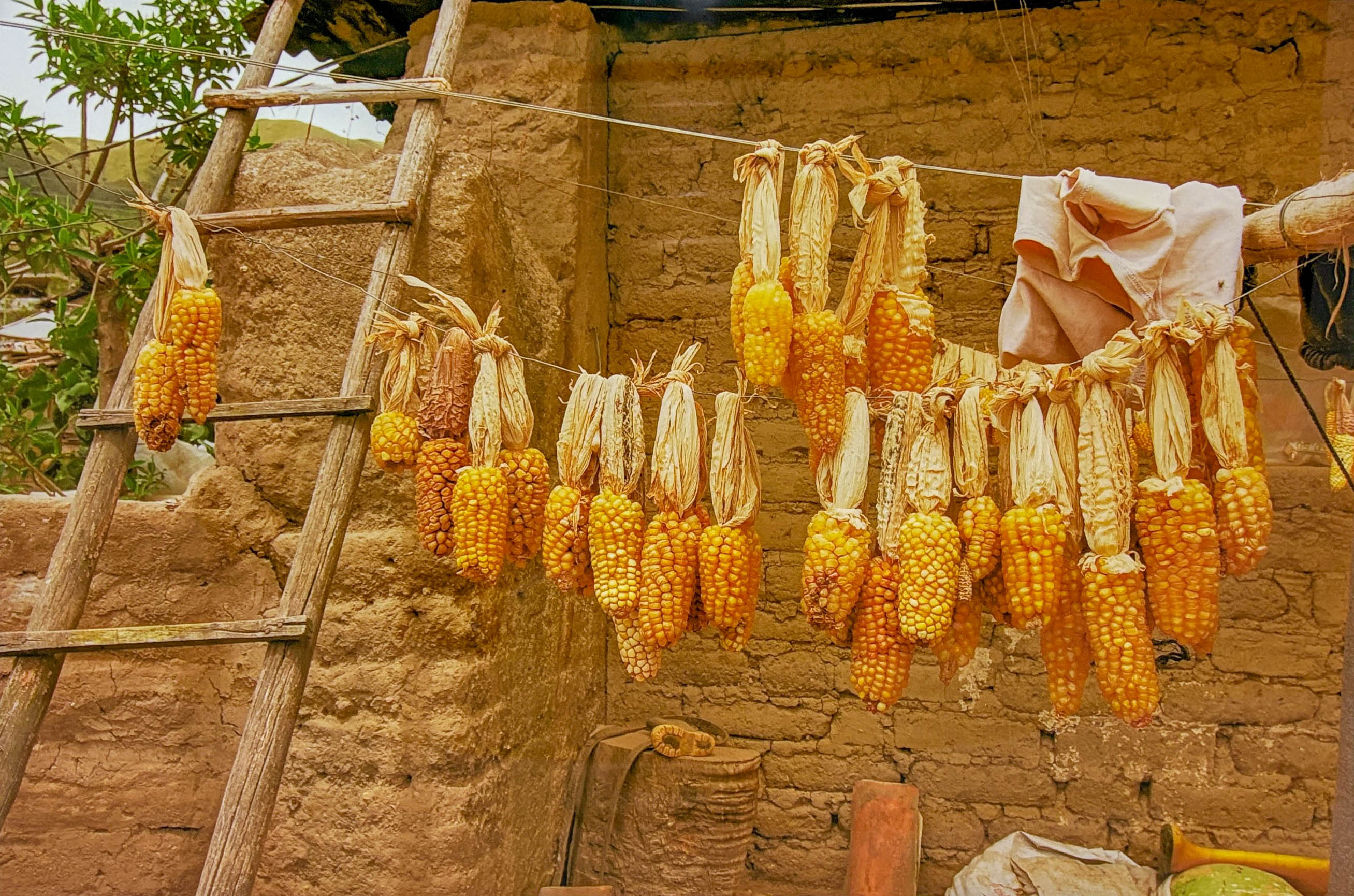 Mission Trip #6 Corn Ecuador