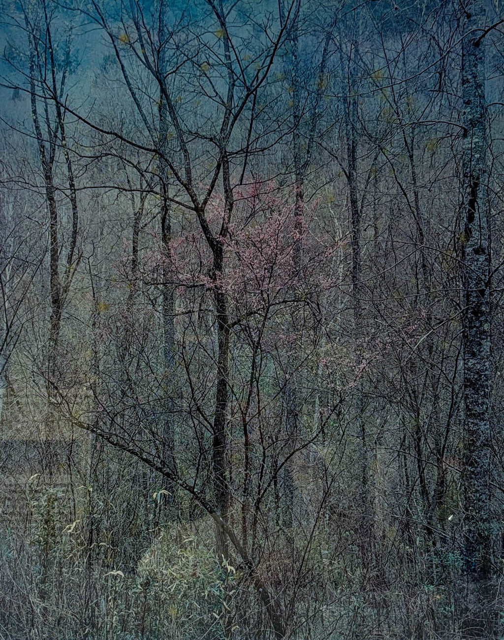 Forest Veil