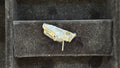 Found Object "Droolery" #15